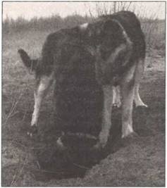 Иллюстрация к книге — По следам древних кладов. Мистика и реальность [i_039.jpg]