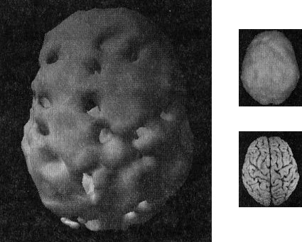 Иллюстрация к книге — Мозг. От хорошего к превосходному [i_011.jpg]
