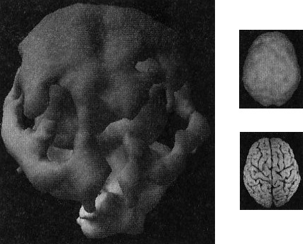 Иллюстрация к книге — Мозг. От хорошего к превосходному [img215.jpg]