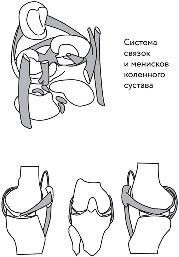 Иллюстрация к книге — Азбука здоровья. Все о позвоночнике и суставах от А до Я [_172.jpg]