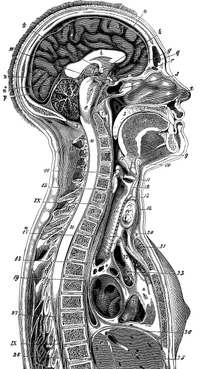 Иллюстрация к книге — Модицина. Encyclopedia Pathologica [_1.jpg]