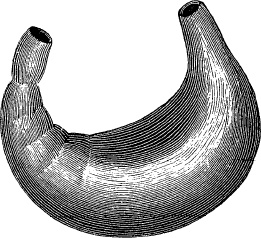 Иллюстрация к книге — Модицина. Encyclopedia Pathologica [_101.jpg]