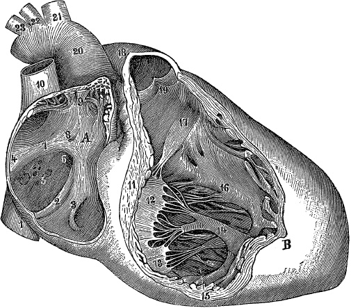 Иллюстрация к книге — Модицина. Encyclopedia Pathologica [_106.jpg]
