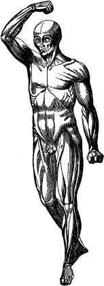 Иллюстрация к книге — Модицина. Encyclopedia Pathologica [_111.jpg]