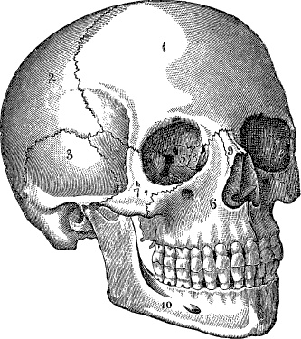 Иллюстрация к книге — Модицина. Encyclopedia Pathologica [_123.jpg]