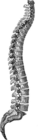 Иллюстрация к книге — Модицина. Encyclopedia Pathologica [_128.jpg]