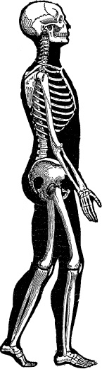 Иллюстрация к книге — Модицина. Encyclopedia Pathologica [_28.jpg]