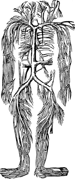 Иллюстрация к книге — Модицина. Encyclopedia Pathologica [_39.jpg]