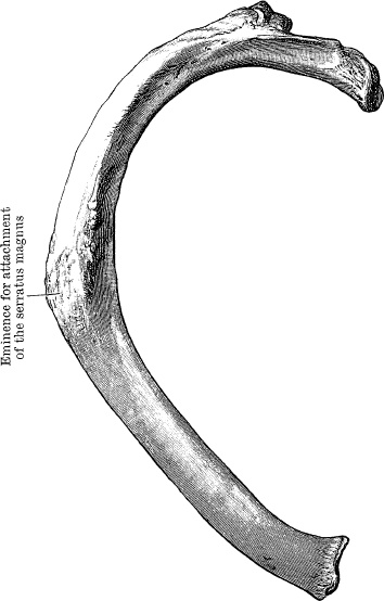 Иллюстрация к книге — Модицина. Encyclopedia Pathologica [_79.jpg]