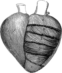 Иллюстрация к книге — Модицина. Encyclopedia Pathologica [_92.jpg]