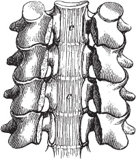 Иллюстрация к книге — Модицина 2. Апология [_109.jpg]