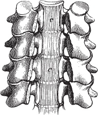 Иллюстрация к книге — Модицина 2. Апология [_17.jpg]