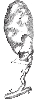 Иллюстрация к книге — Модицина 2. Апология [_28.jpg]