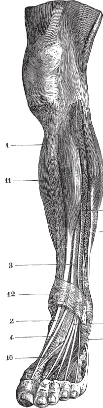 Иллюстрация к книге — Модицина 2. Апология [_31.jpg]