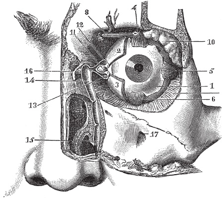 Иллюстрация к книге — Модицина 2. Апология [_32.jpg]