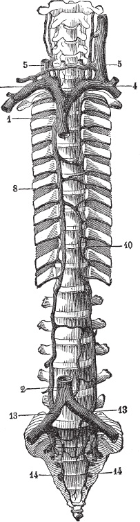 Иллюстрация к книге — Модицина 2. Апология [_34.jpg]