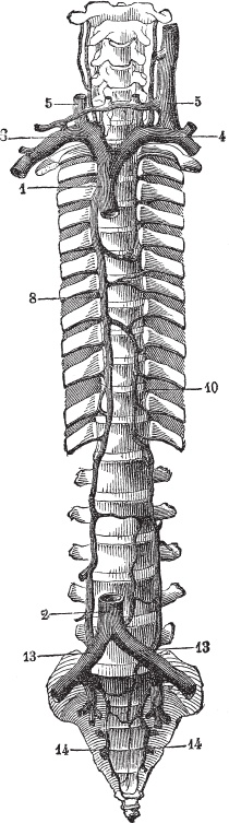 Иллюстрация к книге — Модицина 2. Апология [_39.jpg]