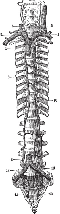 Иллюстрация к книге — Модицина 2. Апология [_42.jpg]