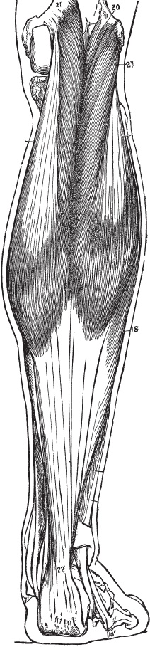 Иллюстрация к книге — Модицина 2. Апология [_43.jpg]