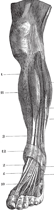 Иллюстрация к книге — Модицина 2. Апология [_45.jpg]