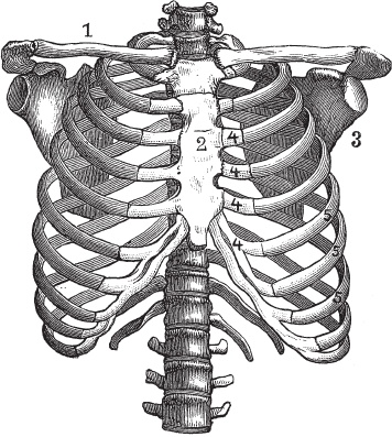 Иллюстрация к книге — Модицина 2. Апология [_65.jpg]