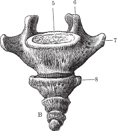 Иллюстрация к книге — Модицина 2. Апология [_66.jpg]