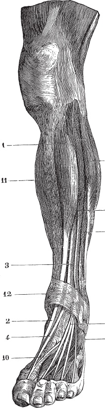 Иллюстрация к книге — Модицина 2. Апология [_80.jpg]