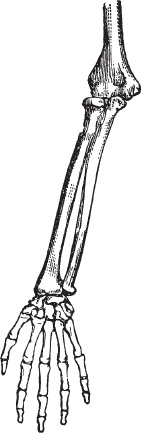 Иллюстрация к книге — Модицина 2. Апология [_87.jpg]