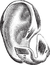 Иллюстрация к книге — Модицина 2. Апология [_9.jpg]