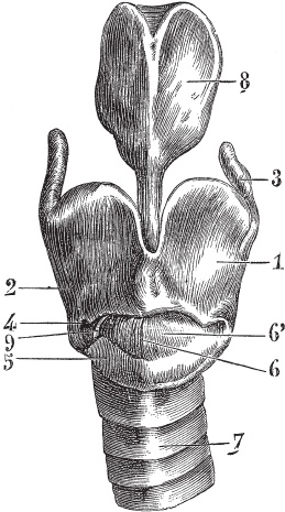 Иллюстрация к книге — Модицина 2. Апология [_95.jpg]