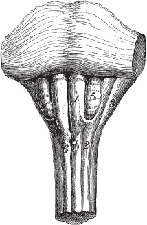 Иллюстрация к книге — Модицина 2. Апология [_98.jpg]