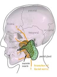 Иллюстрация к книге — Забыть стоматологов. Диеты. Симперцептинг [_6.jpg]