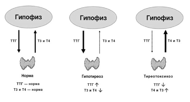 Иллюстрация к книге — Расшифровка анализов. Как поставить диагноз своими силами [i_028.jpg]