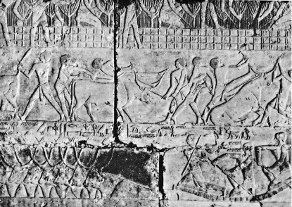 Иллюстрация к книге — Культура Древнего Египта. Материальное и духовное наследие народов долины Нила [i_030.jpg]