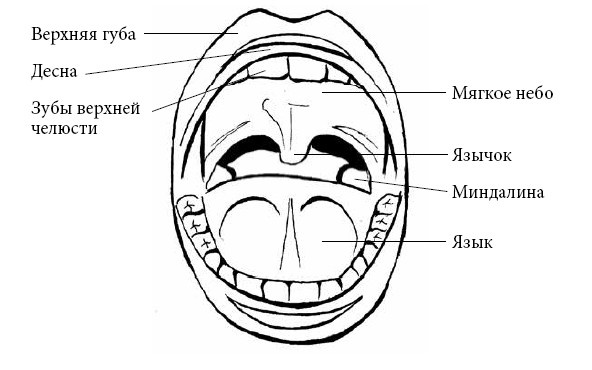Иллюстрация к книге — Если ваш ребенок заболел. Что должны знать и уметь родители [i_010.jpg]