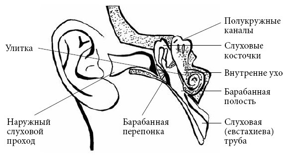 Иллюстрация к книге — Если ваш ребенок заболел. Что должны знать и уметь родители [i_017.jpg]