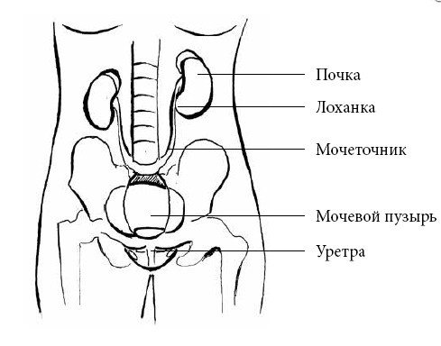 Иллюстрация к книге — Если ваш ребенок заболел. Что должны знать и уметь родители [i_048.jpg]