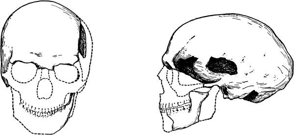Иллюстрация к книге — Расы Европы [_16.jpg]