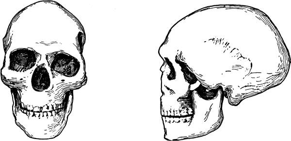 Иллюстрация к книге — Расы Европы [_17.jpg]