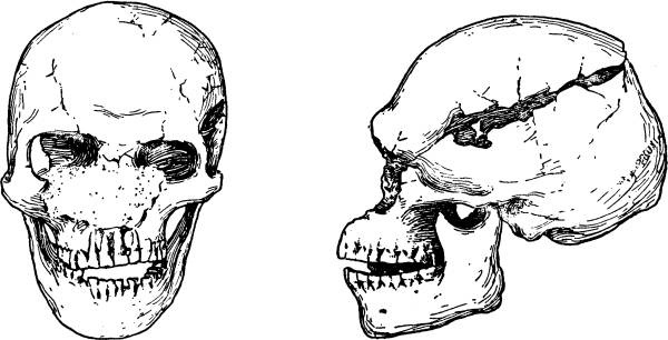 Иллюстрация к книге — Расы Европы [_20.jpg]