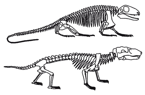 Иллюстрация к книге — Странности нашей эволюции [i_011.jpg]