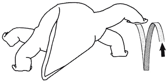 Иллюстрация к книге — Странности нашей эволюции [i_012.jpg]