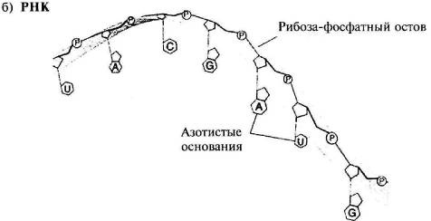 Иллюстрация к книге — Пять нерешенных проблем науки [i_028.jpg]