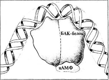 Иллюстрация к книге — Пять нерешенных проблем науки [i_038.jpg]