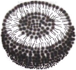 Иллюстрация к книге — Эволюция Вселенной и происхождение жизни [img7884.jpg]