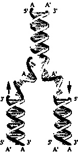 Иллюстрация к книге — Эволюция Вселенной и происхождение жизни [imgaac5.jpg]