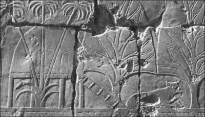 Иллюстрация к книге — Генезис цивилизации. Откуда мы произошли... [i_138.jpg]