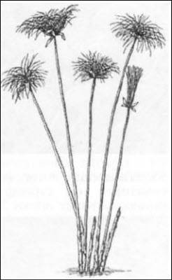 Иллюстрация к книге — Генезис цивилизации. Откуда мы произошли... [i_173.jpg]