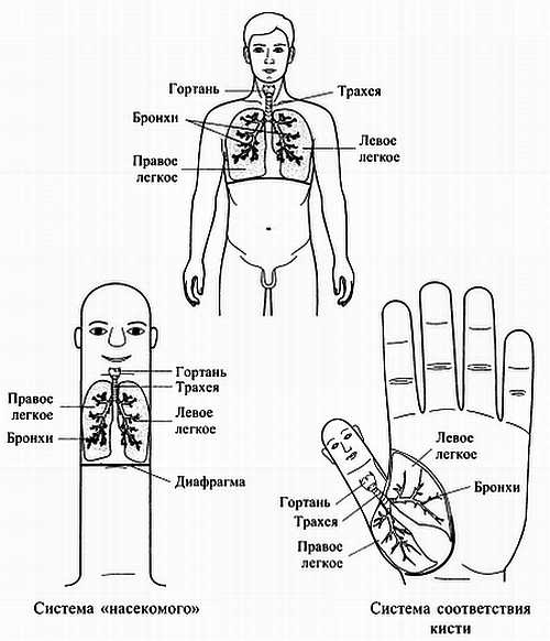 Иллюстрация к книге — Сам себе Су Джок доктор [_66.jpg]