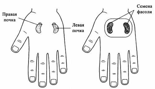 Иллюстрация к книге — Сам себе Су Джок доктор [_82.jpg]